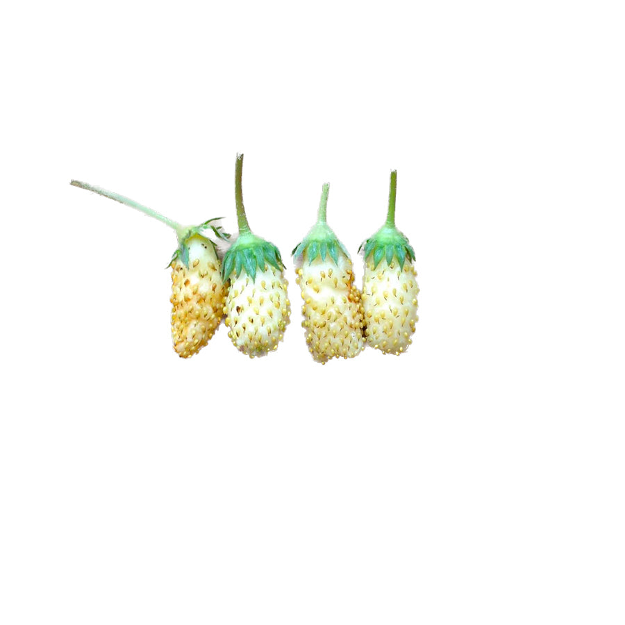 Piccolo-seeds-graines-alpine-strawberry-white-soul-fraise-blanche-Atelier-Kumo