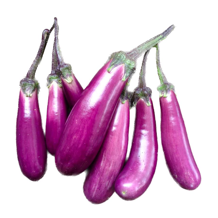 Piccolo-seeds-graines-eggplant-slim-jim-aubergine-fin-Atelier-Kumo