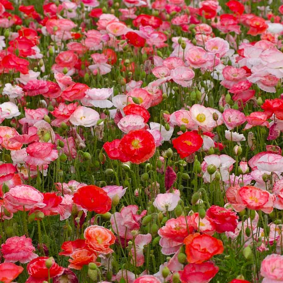 Piccolo-seeds-graines-falling-in-love-poppy-fleurs-coquelicot-rose-rouge-jardin-Atelier-Kumo