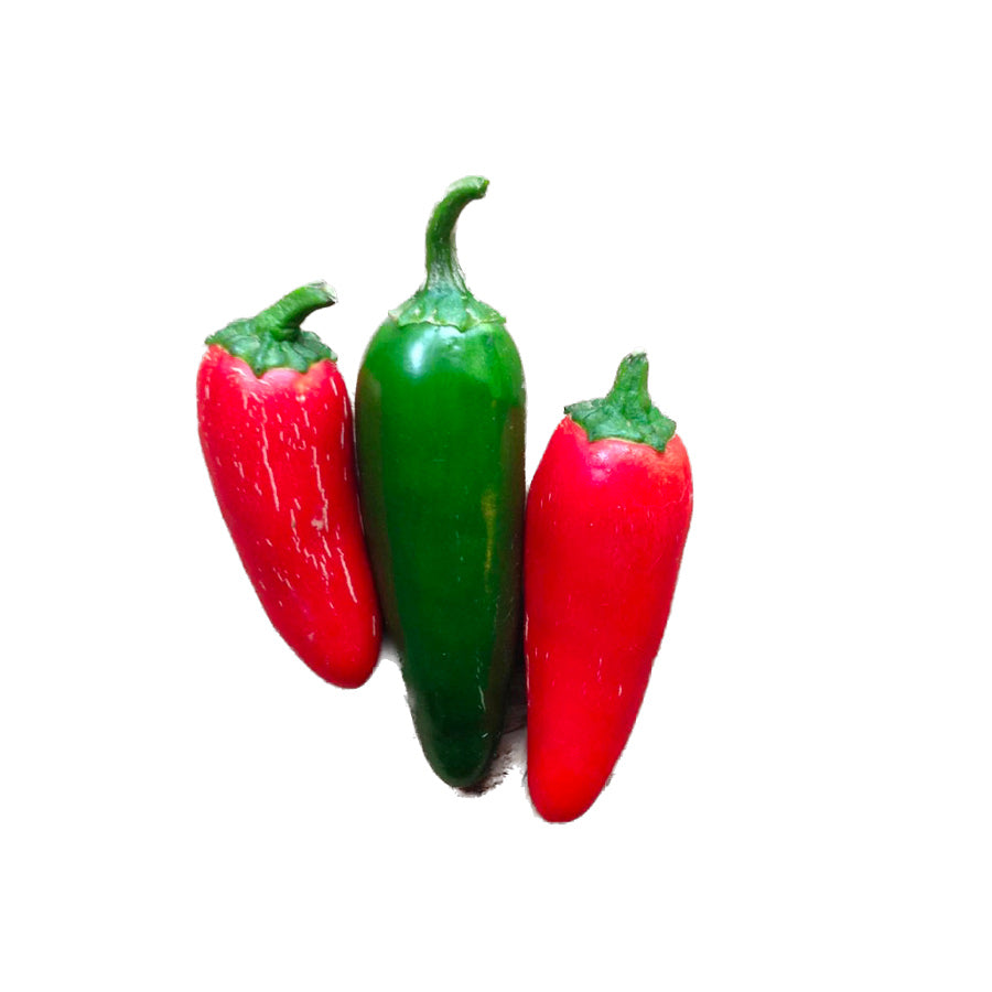 Piccolo-seeds-graines-hot-pepper-jalapeno-m-piment-fort-Atelier-Kumo