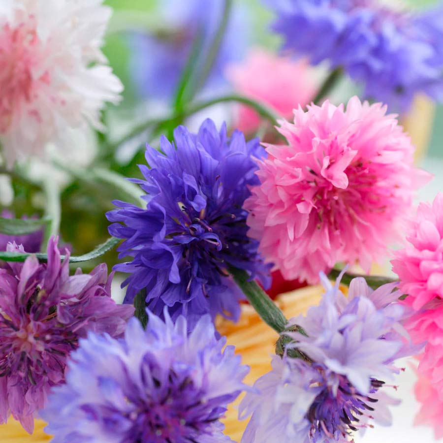 Piccolo-seeds-graines-polka-dot-mix-cornflower-bleuet-fleurs-bleu-Atelier-Kumo
