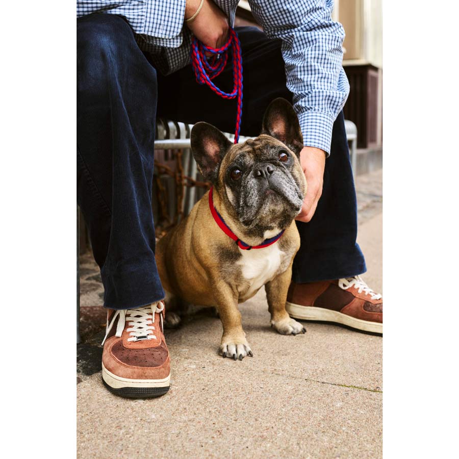 Trappy Chainz Dog Two Chains Dog Store