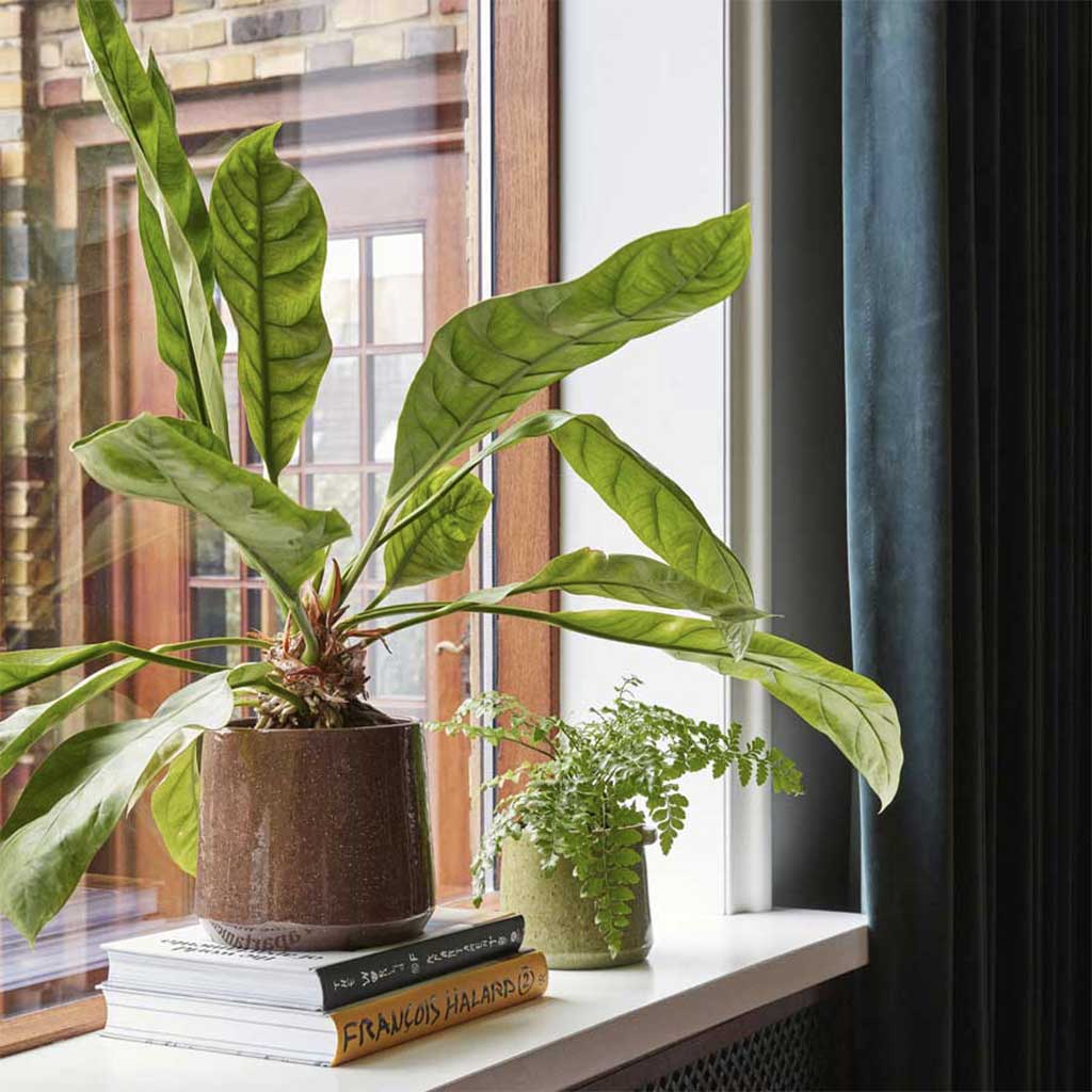 le cache pot vibe petit modele sur un rebord de fenêtre avec une plante