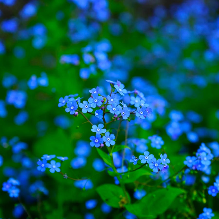 Piccolo-seeds-graines-indigo-blue-forget-me-not-fleurs-myosotis-bleu-jardin-Atelier-Kumo