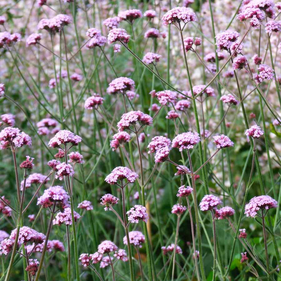 Piccolo-seeds-graines-verbena-common-verveine-violet-fleurs-Atelier-Kumo