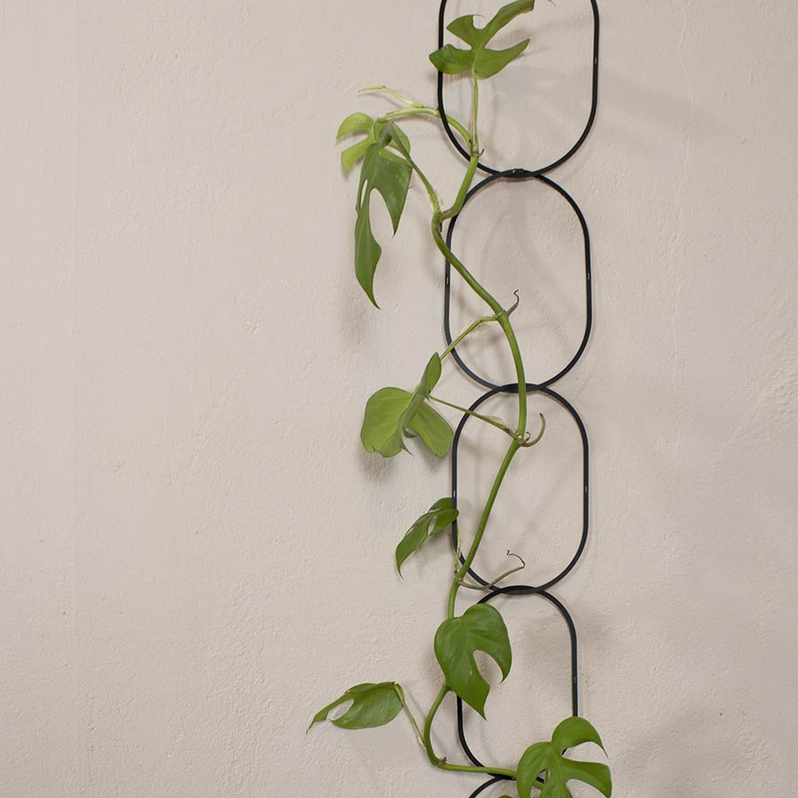 Botanopia-support-treille-noir-plantes-atelier-kumo