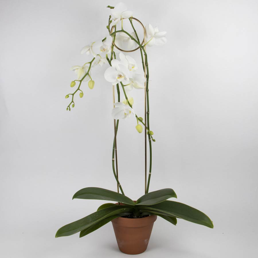 Botanopia-tuteur-pin-orchide-dore-plantes-atelier-kumo