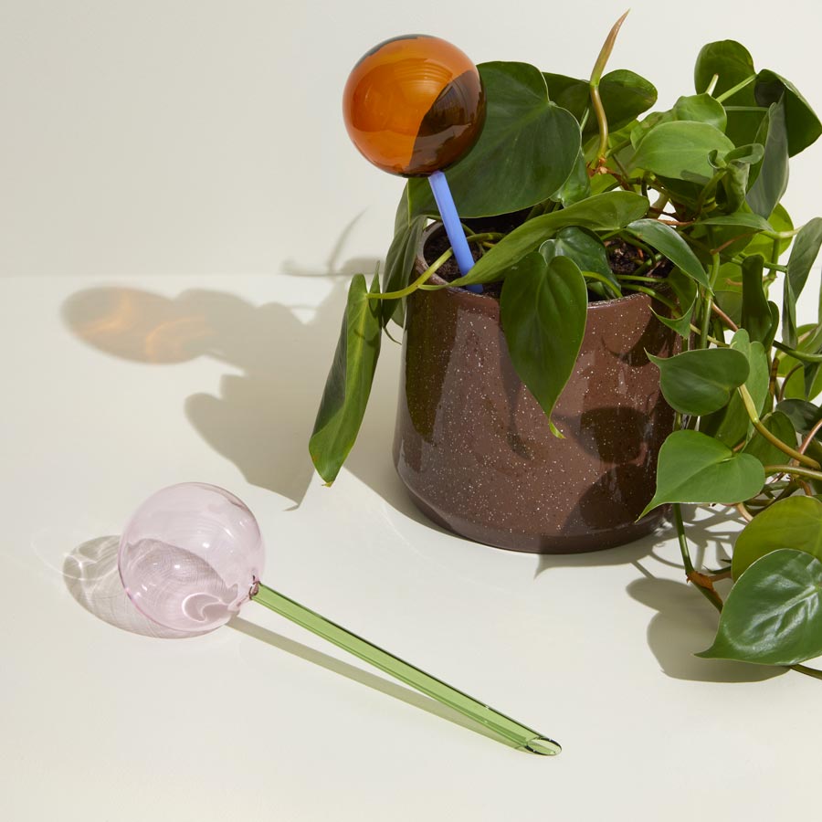 Hubsch-globe-aqua-flora-plante-Atelier-Kumo