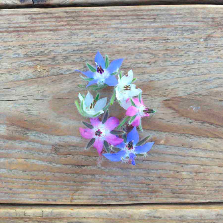 Piccolo-blue-and-white-flowered-mix-borage-fleur-Atelier-Kumo