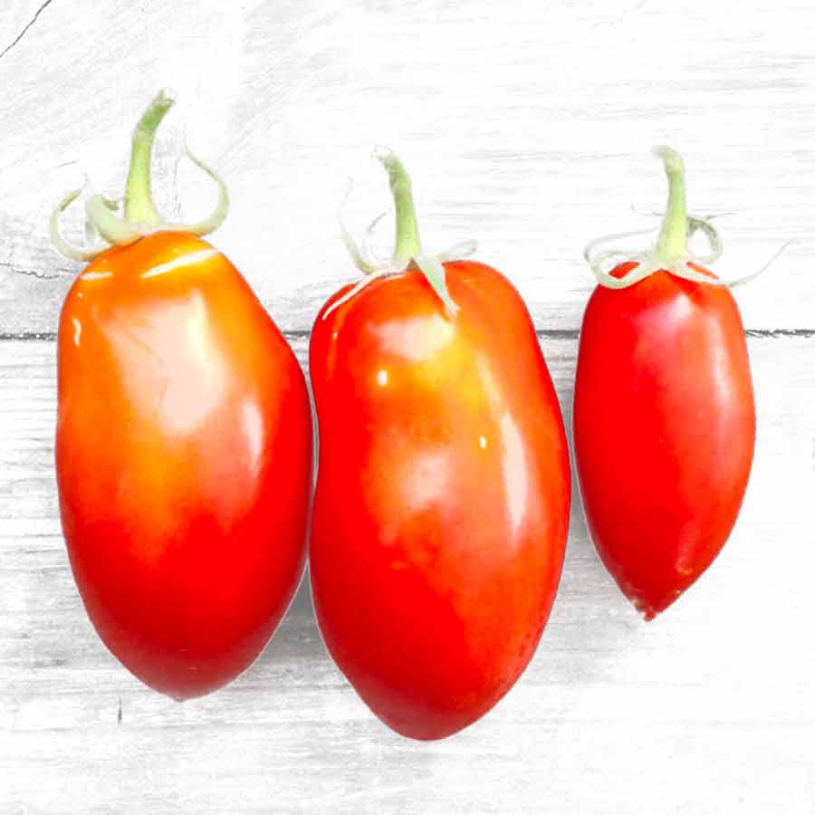 Piccolo-san-marzano-nano-tomato-tomates-Atelier-Kumo